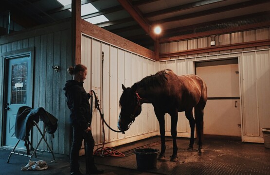 Pferd und Reiterin im Stall